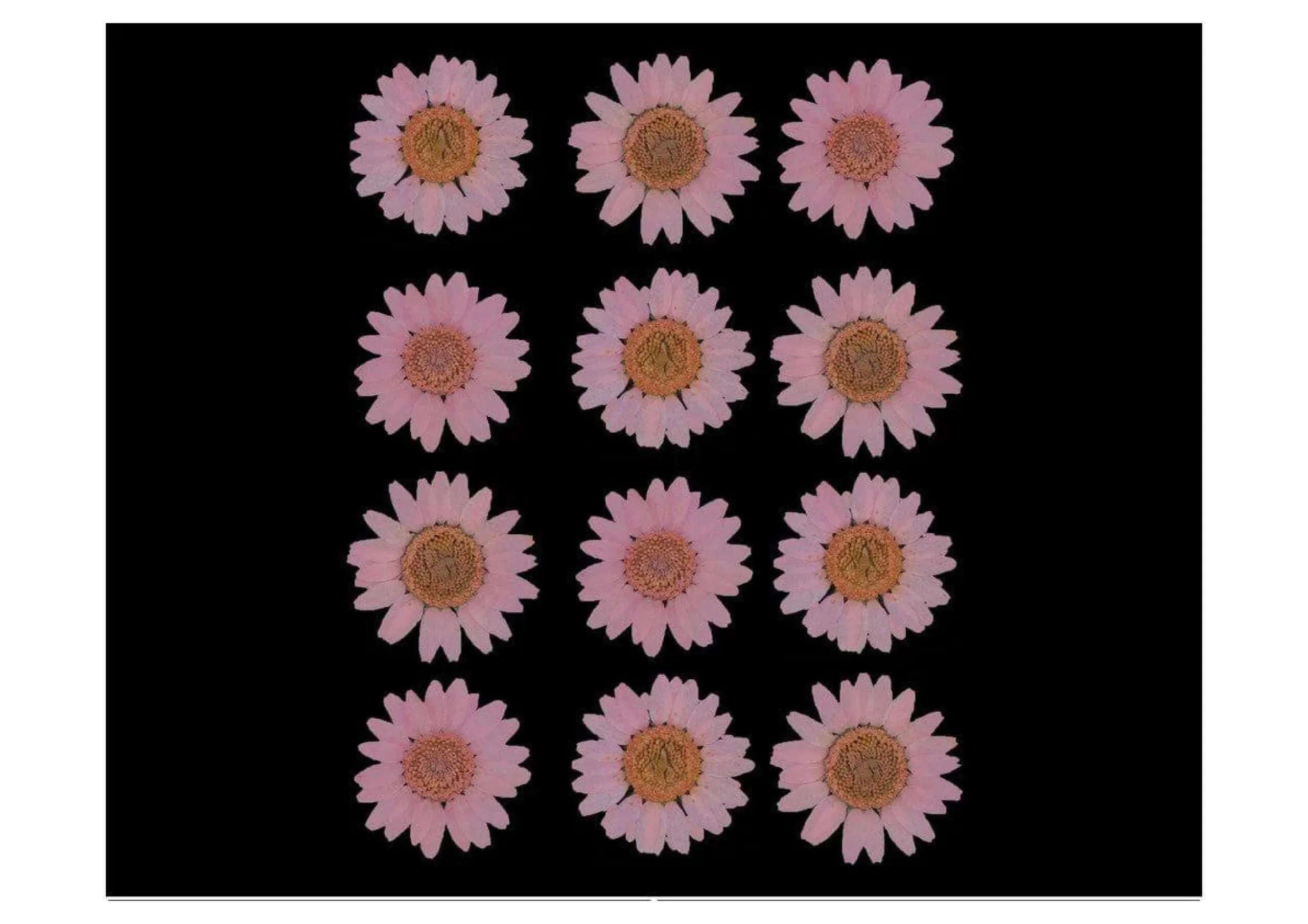 BABY-PINK-DAISY-PRESSED-DRY-FLOWER-scaled BABY PINK DAISY PRESSED DRY FLOWER - Image 1