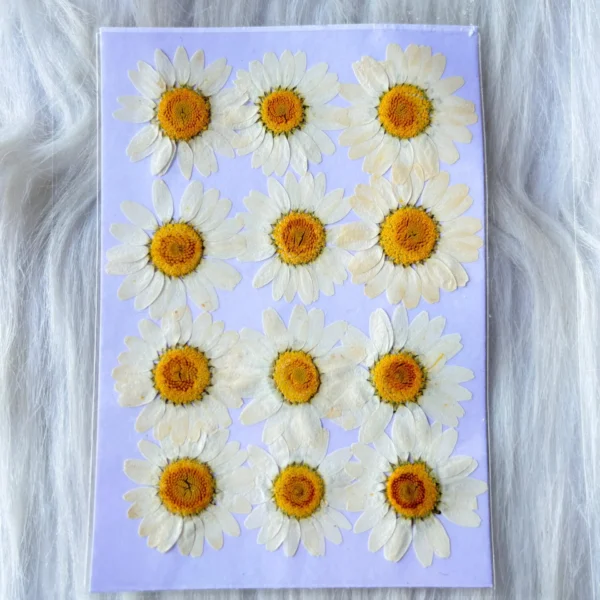 White Daisy Pressed Dry Flower For Resin Art