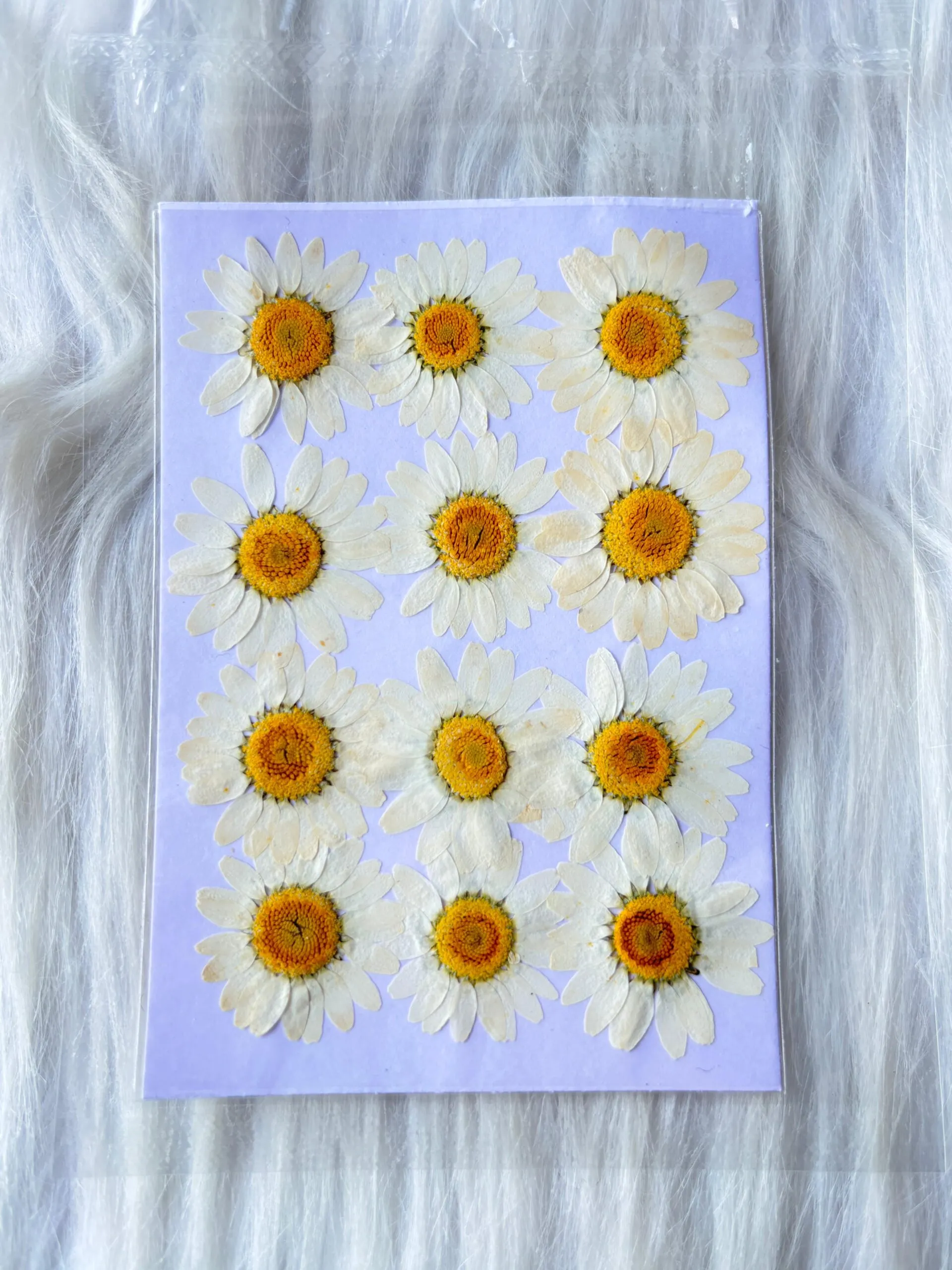 IMG-20241002-WA00411-scaled White Daisy Pressed Dry Flower For Resin Art - Image 1
