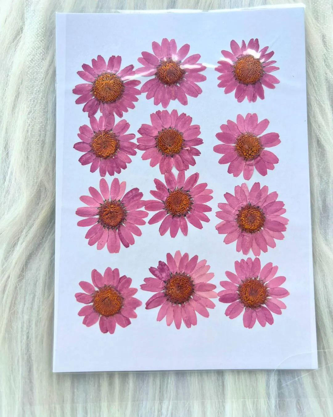 Untitled-design-2025-05-21T113442.754 Dusky pink Daisy Pressed Dry Flower For Resin Art - Image 1