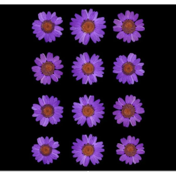 VIOLET DAISY PRESSED DRY FLOWER