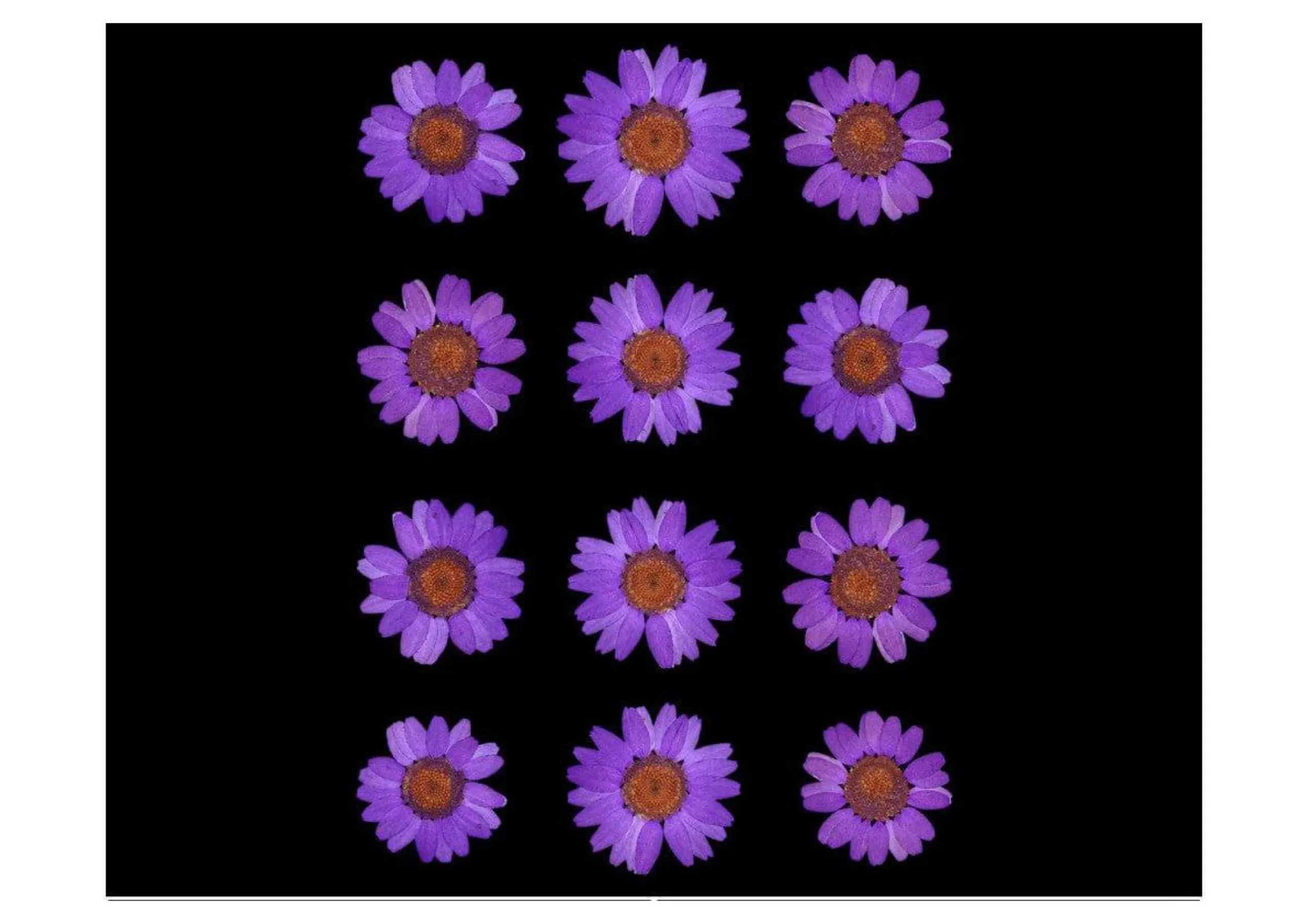 VIOLET-DAISY-PRESSED-DRY-FLOWER-scaled VIOLET DAISY PRESSED DRY FLOWER - Image 1